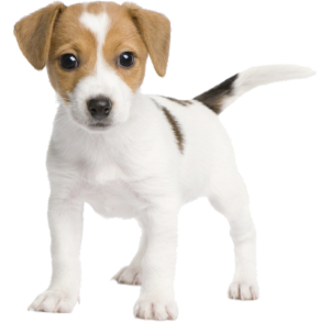 a terrier puppy
